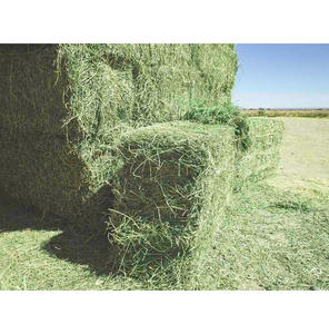 En gros Foin d'alfalfa séché au soleil de qualité supérieure avec 18 % de protéines brutes minimum pour la production laitière et la prise de poids Global - Product Image 3