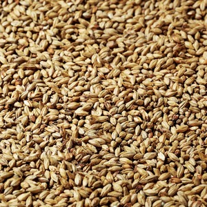 Cerveceros a granel de primera calidad Granos Fuente de energía natural Cerveceros Granos ricos en proteínas y fibra para la alimentación del ganado - Product Image 3