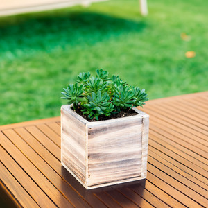 WCB0004WA - กระถางปลูกต้นไม้ไม้สีขาวล้างสี - ขนาด 4 นิ้ว - Product Image 4