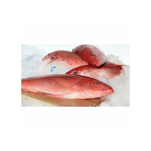 Pescado pargo rojo congelado de alta calidad, listo para venta al por mayor a distribuidores y minoristas - Product Image 6