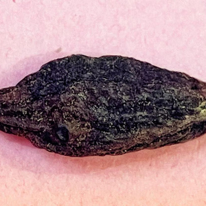 Antioxidante a base de hierbas Black Terminalia Chebula Premium Agricultura Secado al sol 2 años de vida útil Región montañosa Western Maharashtra - Product Image 1