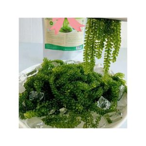 สาหร่ายทะเลสดคุณภาพสูง (สาหร่ายเขียว) อาหารสีเขียวคุณภาพสูง รวบรวมจากเวียดนาม ขายส่งสาหร่ายทะเลสดสีเขียว - Product Image 4
