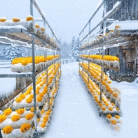 Système de ferme hydroponique intelligente commerciale en conteneur, automatisé pour la culture verticale de légumes, grande capacité, en acier inoxydable 304