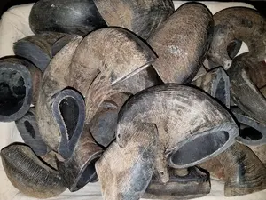 Cuerno de búfalo crudo rústico hecho a mano de alta calidad tallado de animales ecológico Material Natural único para productos hechos a mano - Product Image 4