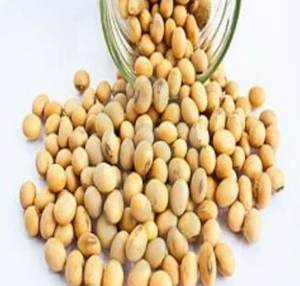 Grano de soja crudo de alta calidad y buena calidad en bolsas para alimentos a bajo precio - Product Image 5