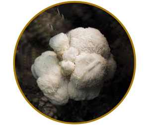 Extrait de crinière de lion séchée de champignon en vrac hericium erinacus polysaccharide 30% extrait de crinière de lion pom champignon - Product Image 1