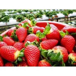 Fresas frescas de gran tamaño Bayas frescas de calidad premium - Product Image 1