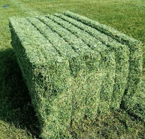 En gros Foin d'alfalfa séché au soleil de qualité supérieure avec 18 % de protéines brutes minimum pour la production laitière et la prise de poids Global - Product Image 6