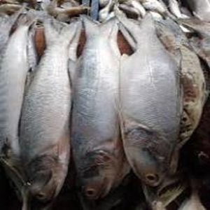 ปลาแซลมอนแอตแลนติกมีจำหน่ายหลากหลายขนาดและรูปแบบสำหรับผู้ซื้อระหว่างประเทศ - Product Image 6