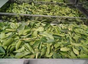 Exportador de hojas de limón secas de alta calidad - Product Image 3