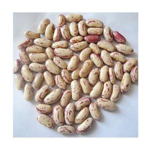 Highest Quality Best Price Direct Supply Light & Dark Speckled Pinto Beans Bulk Fresh Stock Available for Exports - Product Image 5