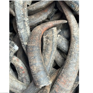 Cuerno natural Cuerno de búfalo Muy y mejor calidad disponible - Product Image 4