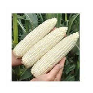 ข้าวโพดขาว Gmo คุณภาพดีที่สุดขายส่ง ผู้ผลิตสูงใหม่ วัสดุที่ดีที่สุด ด้วยอัตราราคาถูก - Product Image 6