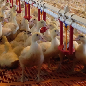 El sistema automático de bebida de aves de corral para pollos minimiza el desperdicio de agua Fabricante de Vietnam Mejor venta Bebedero de aves de corral - Product Image 2