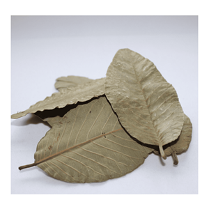 Hojas de guayaba secas de calidad, procesadas para la elaboración de té y bebidas, procedentes de Vietnam. - Product Image 5