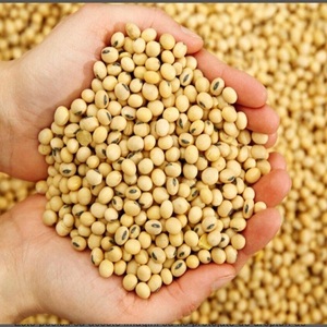 Semillas de Soja Secas Sin OMG, a Granel, Alto Contenido Proteico, 25 kg, Granos de Soja, Venta Caliente - Product Image 1