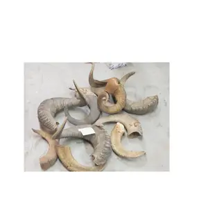 High Quality Ram Horn /sheep Horn Natural Crafts 100% Natural Sheep Ram Horn Polished Shofar for Hot Sale