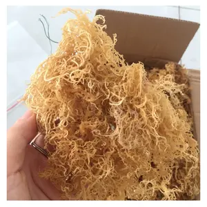 Qualidade Premium Orgânica Ouro Mar Musgo com Sem Sal Natural Musgo Irlandês no Preço Barato para Exportação Orgânica Wildcrafted Sea Moss