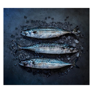 Camarones españoles de calidad a precio económico, disponibles para el cumplimiento constante de pedidos al por mayor - Product Image 4