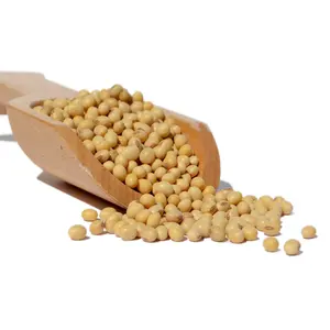 베스트 셀러 비 화이트 힐럼 Gmo 콩 시장 제조업체에서 좋은 영양소와 최신 노란 콩
