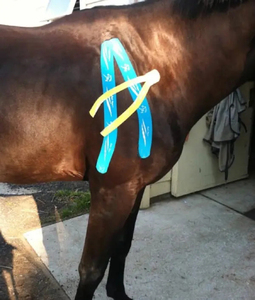Cinta de Kinesiología para Caballos - Product Image 6