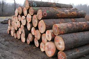 Gỗ sồi đỏ cho cabin đăng nhập bản ghi gỗ sồi đỏ cho cửa ra vào và cửa sổ - Product Image 4