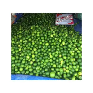 2023 Fresh Lime From Vietnam High Quality Natural Fresh Lime Without Seeds Lemon Supply from Farm