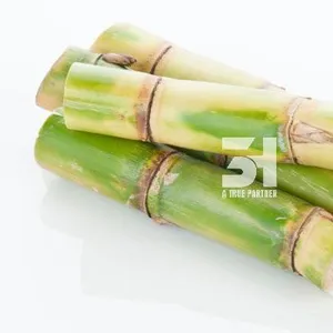 Hot Selling Frozen Sugarcane Sweet Sugarcane Best Quality Cheap Price From Viet Nam Available In Bulk