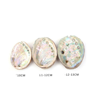 Nueva Llegada, Estilo Nórdico, Concha de Abulón Paua, Directo de Fábrica, Concha de Abulón Natural Verde y Blanca, Venta Económica para Decoración del Hogar - Product Image 2