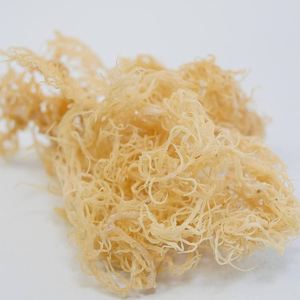 Musgo marino de algodón seco de la mejor calidad, musgo marino de algodón seco Premium de Vietnam limpio y empaquetado para exportación - Product Image 2