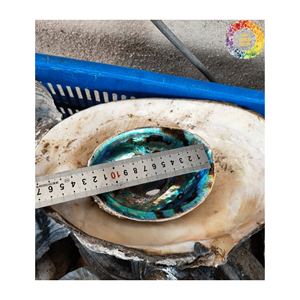 Vente en gros de coquilles d'ormeau naturelles pour la fabrication de coquillages artisanaux Produits faits à la main DIY Décoration intérieure Coquillage de grande taille - Product Image 5