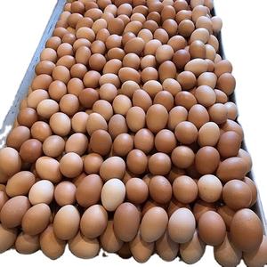 ไข่ไก่สดแบบโต๊ะสำหรับฟาร์มไข่ไก่สีน้ำตาลและสีขาวน้ำตาลสด - Product Image 4