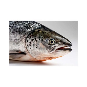 Saumon complet 6 7 kg fourni pour les secteurs de la restauration et de l'hôtellerie - Product Image 5