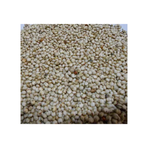 Premium sorghum <b>grains</b> available for wholesale food and feed supply - Product Image 4