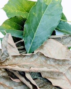 Hojas de Aguacate Secas de Estilo Orgánico, Materia Prima Herbal B2B - Product Image 4