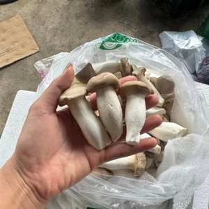 KING OYSTER CHAMPIGNON/CULTÉ FRAIS/PRÊT À CUIRE OU TRAITÉ POUR LA VENTE AU DÉTAIL ET À L'USAGE HORECA - Product Image 4
