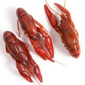 Aragosta spinosa caraibica Panulirus Argus/aragosta spinosa australiana Panulirus Cygnus/aragosta europea Homarus Gammarus