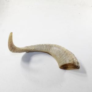 Cuerno de búfalo pulido de tamaño mediano Shofar Rams estilo Animal bebiendo cuerno decoración del hogar artesanías naturales - Product Image 6