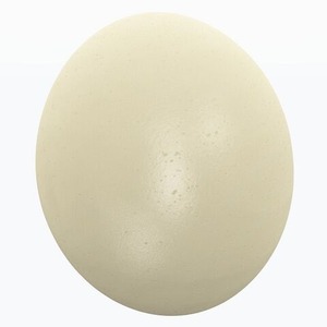 Toplu Tedarik Taze Korunmuş Devekuşu Yumurtaları Sarısı <span class=keywords><strong>Protein</strong></span>/Vitamin Açısından Zengin Özel Siparişler Kabul Edilir Restoranlar Koleksiyoncular Sanatçılar - Product Image 1