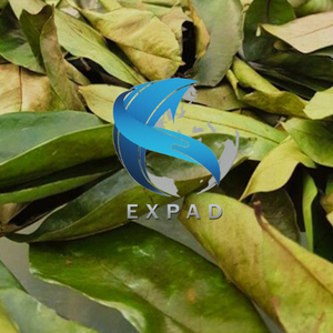 Nous avons besoin d'une gamme de 20 à 300 unités de feuilles de corossol séchées de premier plan, biologiques et pures. - Product Image 1