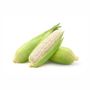 Maíz Blanco Glutinoso Seco, Sin OMG, para Consumo Humano y Alimentación Animal, 2 Años de Vida Útil, Servicio OEM/ODM - Product Image 2