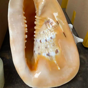 Concha de caracol de mar Natural para decoración, ecológico, 99 gd, gran oferta - Product Image 3