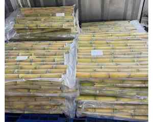 Forma de palo de caña de azúcar congelada de Vietnam para exportar caña de azúcar congelada disponible a granel para fabricantes de bebidas - Product Image 5