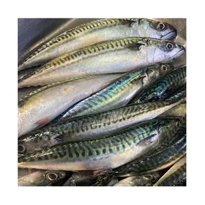 Harga pabrik terbaik untuk ikan laut Frozen | Beli/pesan seluruh makarel 1kg tersedia dalam jumlah besar