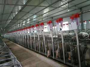 Nuevo alimentador y bebedero automático para cerdos, sistema eficiente de alimentación y riego para granjas porcinas - Product Image 4