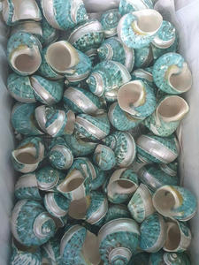 Conchas turbooperculum verdes al por mayor para la fabricación de joyas - Product Image 2