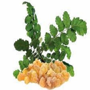 Extrait de Boswelia Serrata de haute qualité 65% poudre d'acides boswelliques poudre d'extrait de Boswellin - Product Image 4