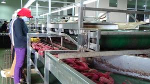 Patate douce fraîche et biologique nettoyée du Vietnam 2022 - Product Image 4