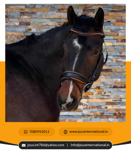 Nouveau Top Vente Équitation Bride Gear Halter Produits Équestres Premium Cheval Tête Collier Equine Headstall Bridle - Product Image 3