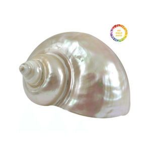 Carcasa Turbo blanca auténtica de Vietnam, carcasa acabada a mano brillante, ideal para decoración náutica, bricolaje o estilo de eventos - Product Image 2